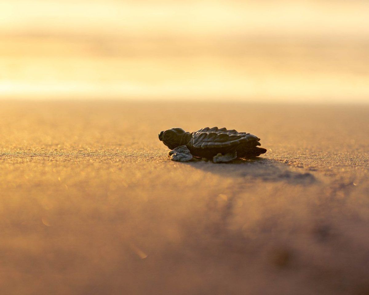 baby turtle sitting in the sand